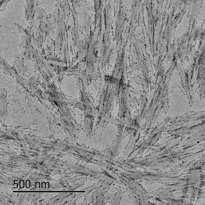 A kind of method utilizing camellia oleifera husk to prepare cellulose nano-whiskers