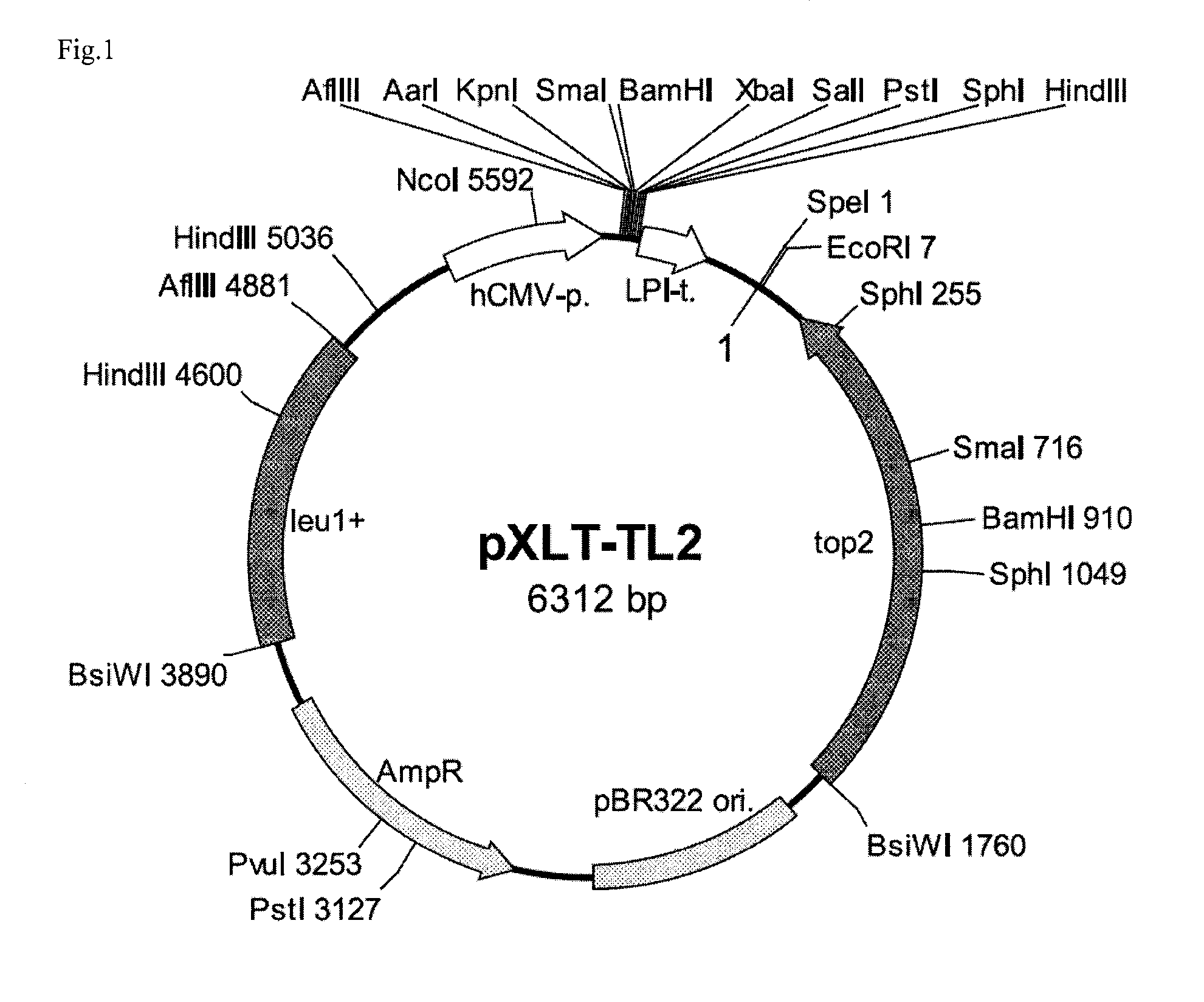 Transformant and method for producing same, and method for producing lactic acid