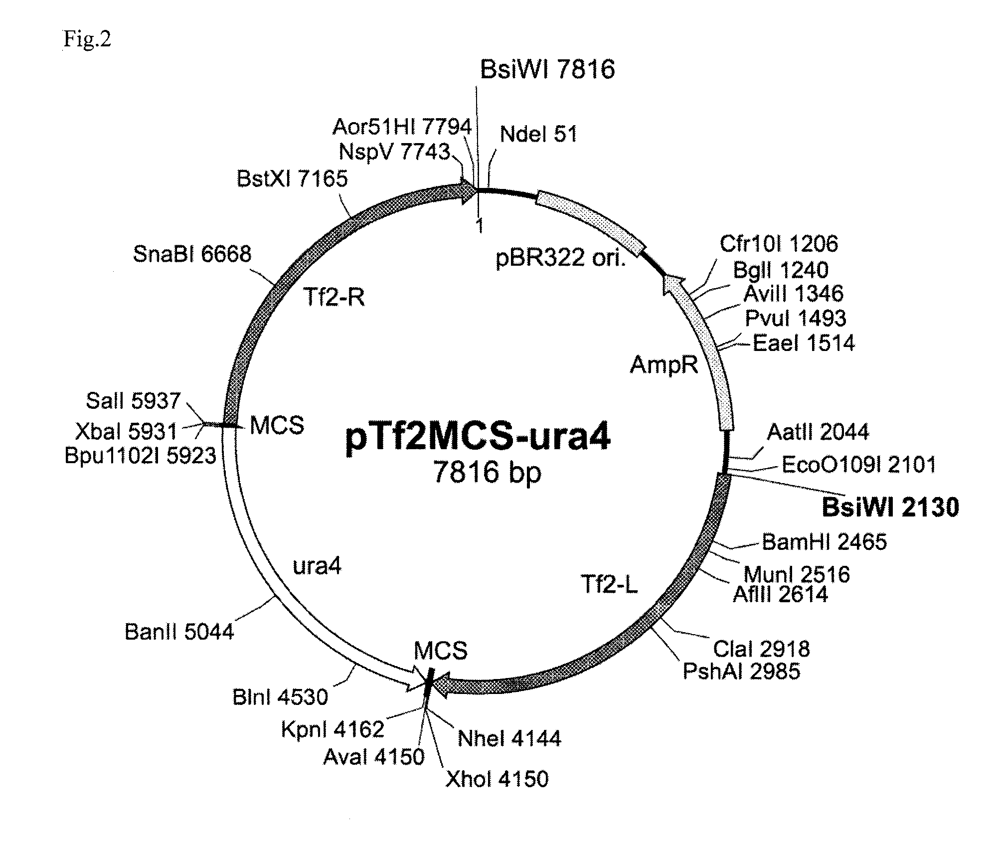 Transformant and method for producing same, and method for producing lactic acid