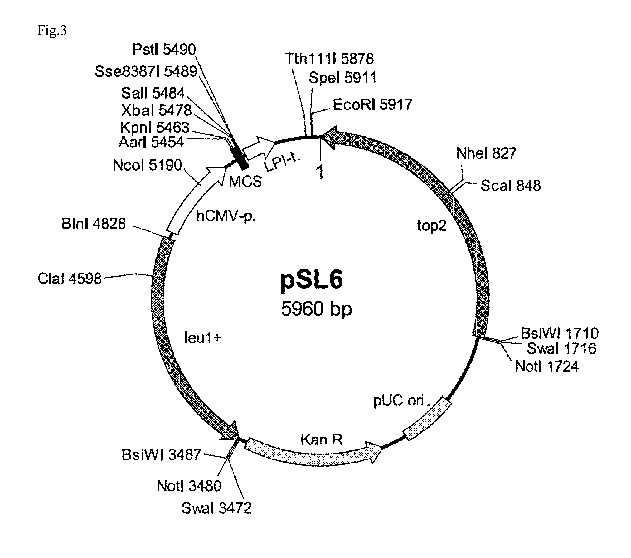 Transformant and method for producing same, and method for producing lactic acid