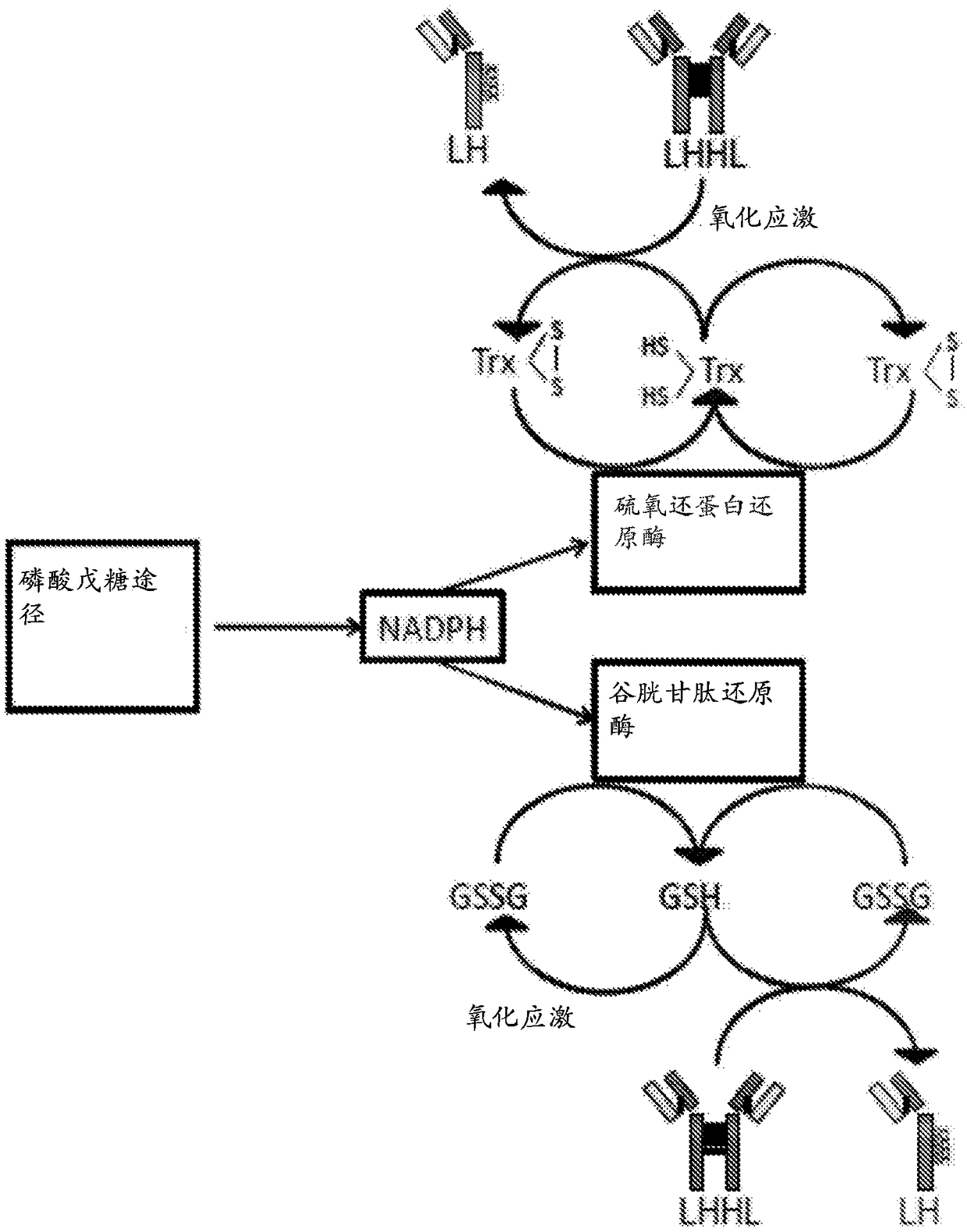 Prevention of protein disulfide bond reduction