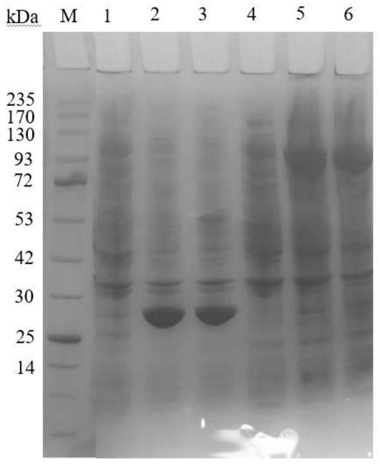 Cell for expressing phosphotransferase and non-ribosomal peptide synthetase and application thereof