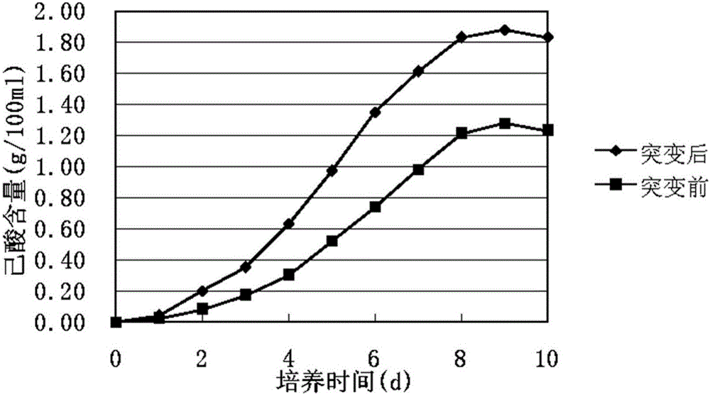 Caproic acid fermented strain and caproic acid extracting method