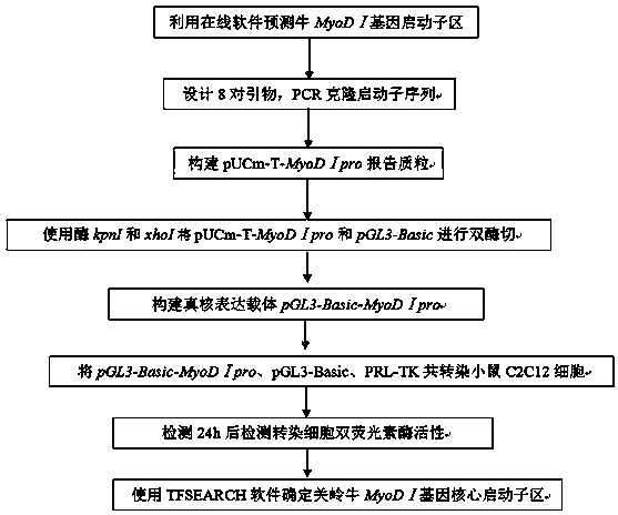 Method for determining Guanling cattle MyoDI gene core promoter by using dual-luciferase report gene