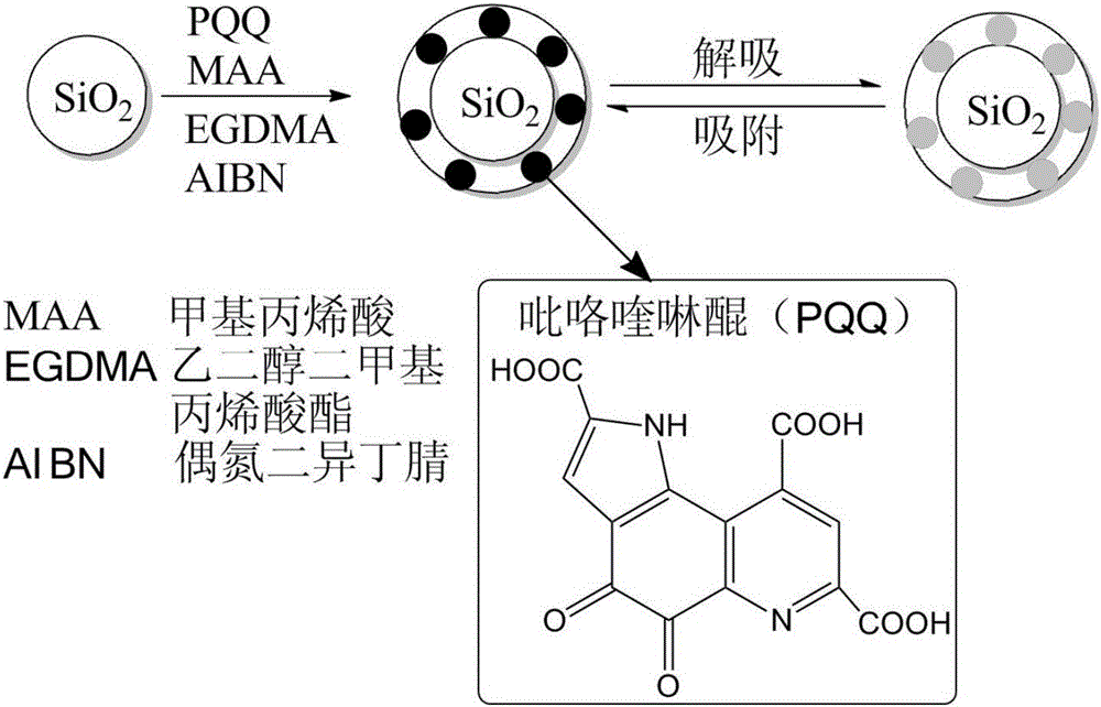 Method for separating and purifying pyrroloquinoline quinone in fermentation liquid by molecularly imprinted solid-phase extraction method