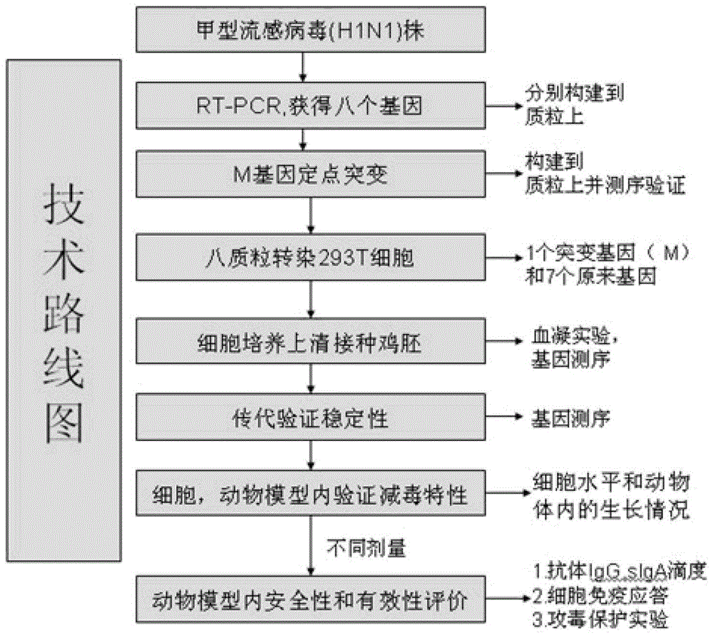 Live attenuated influenza virus vaccine and preparation method thereof