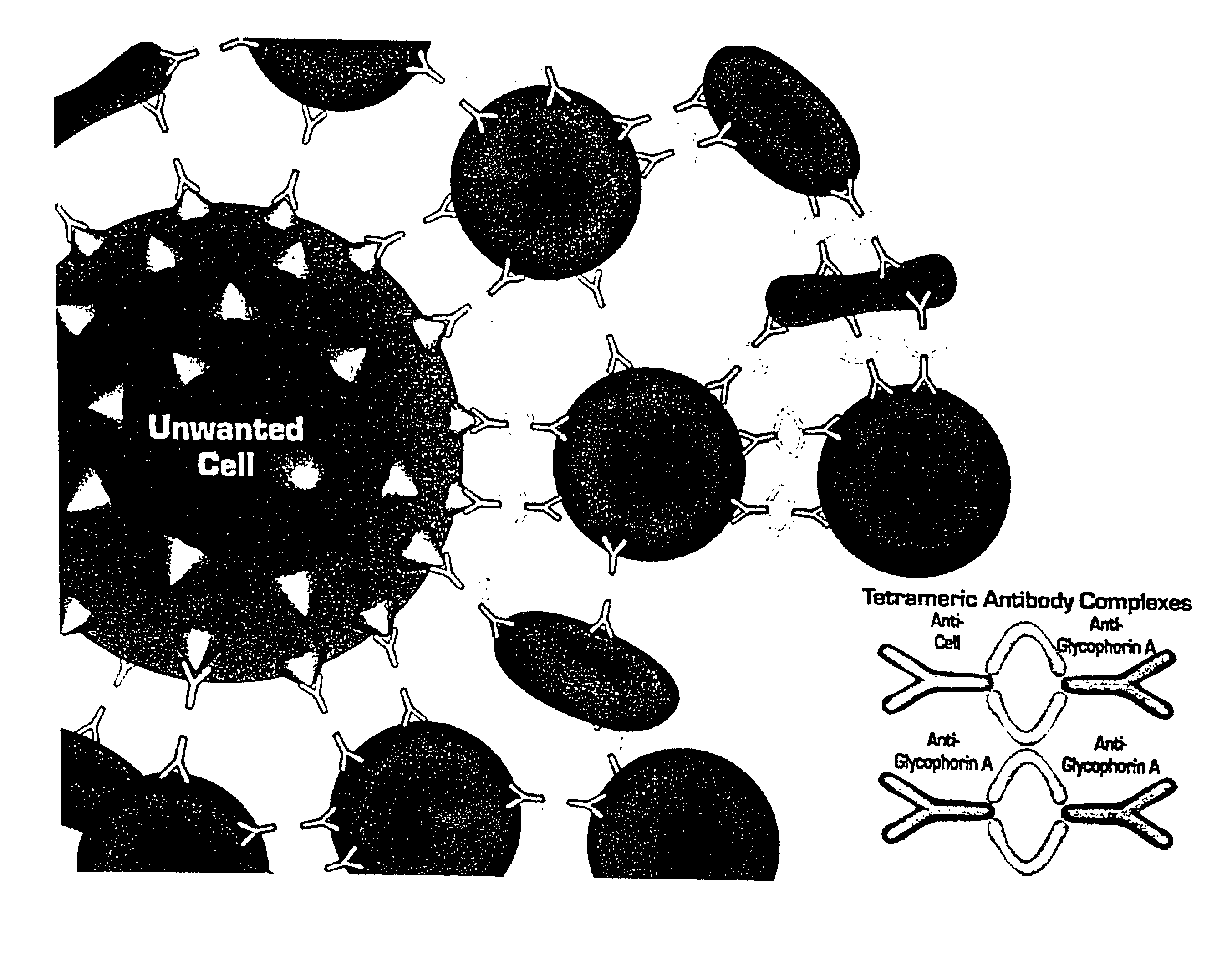 Method for separating cells using immunorosettes