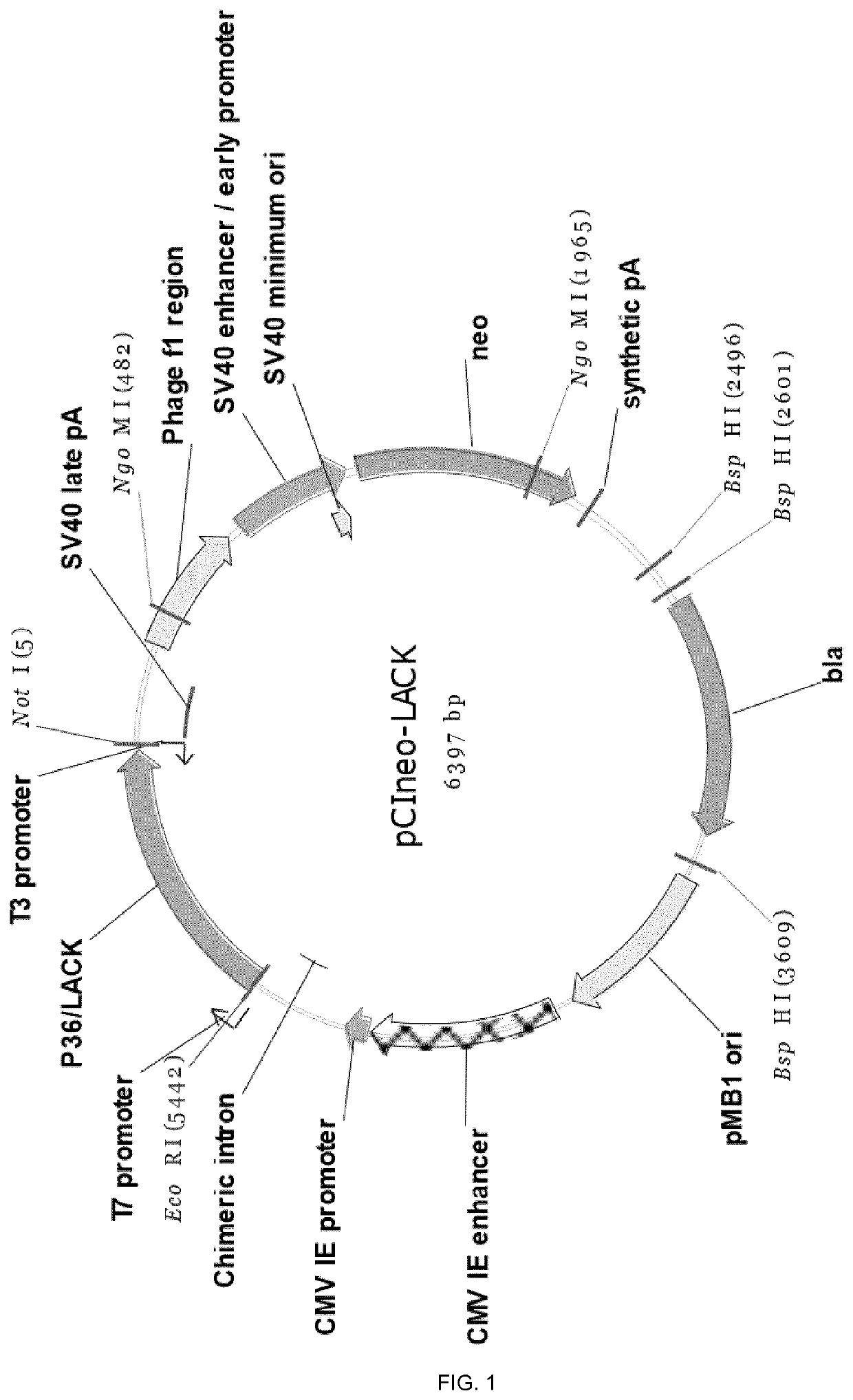 Molecular adjuvant and vaccine