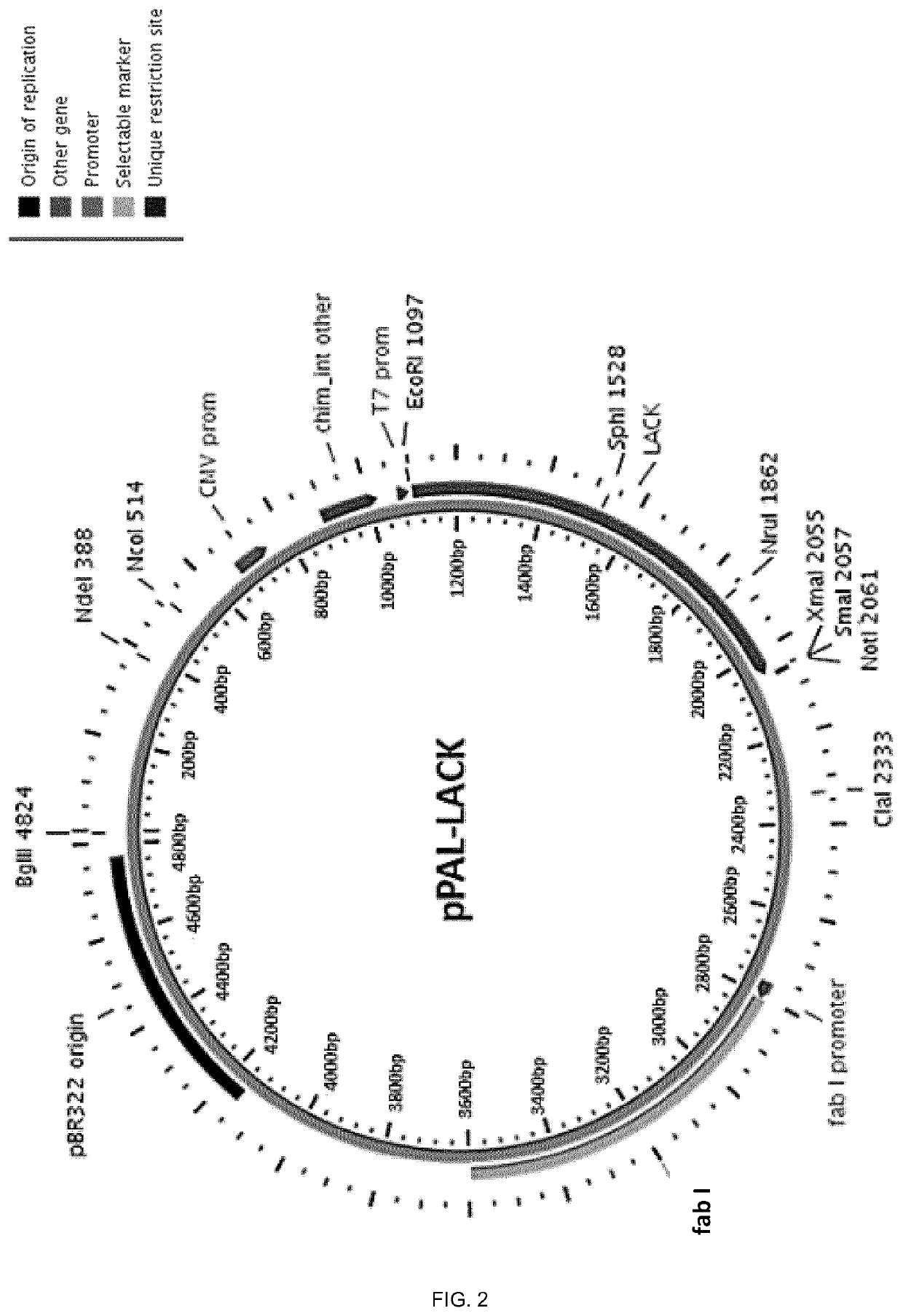 Molecular adjuvant and vaccine