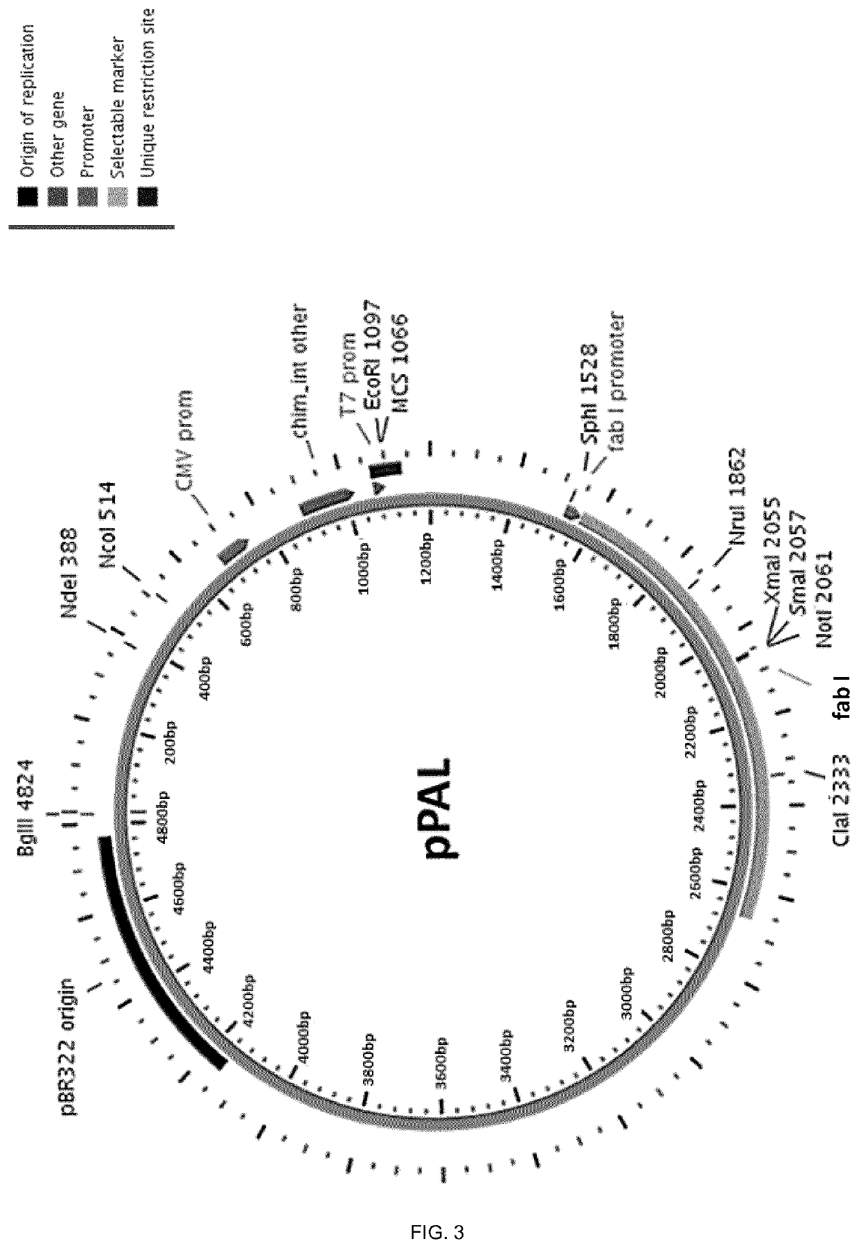 Molecular adjuvant and vaccine