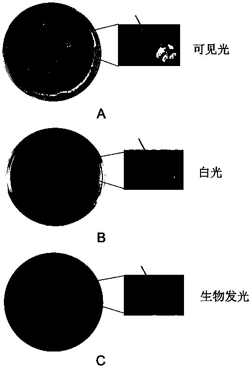 A method for rapid screening of bacterial quorum sensing inhibitors using luminescence