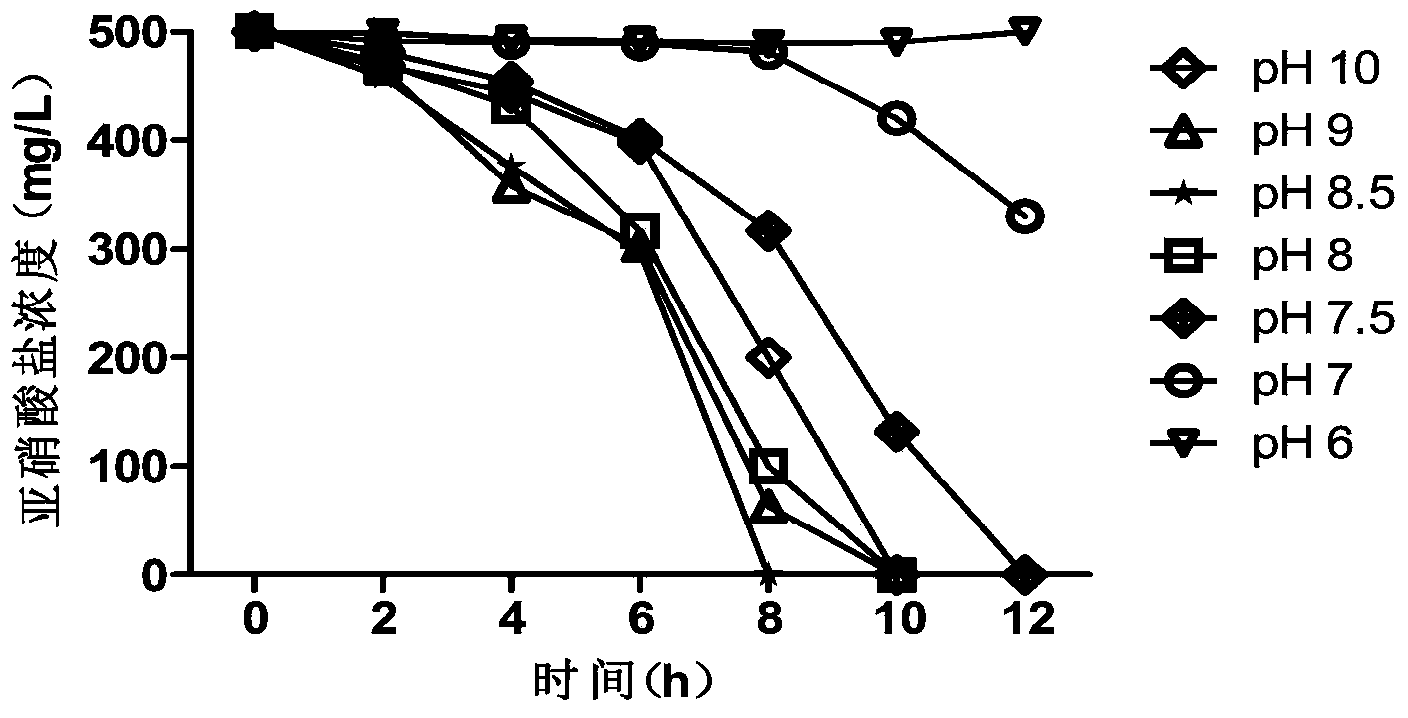 Salt-resistant pseudomonas stutzeri having low-temperature biological denitrification function