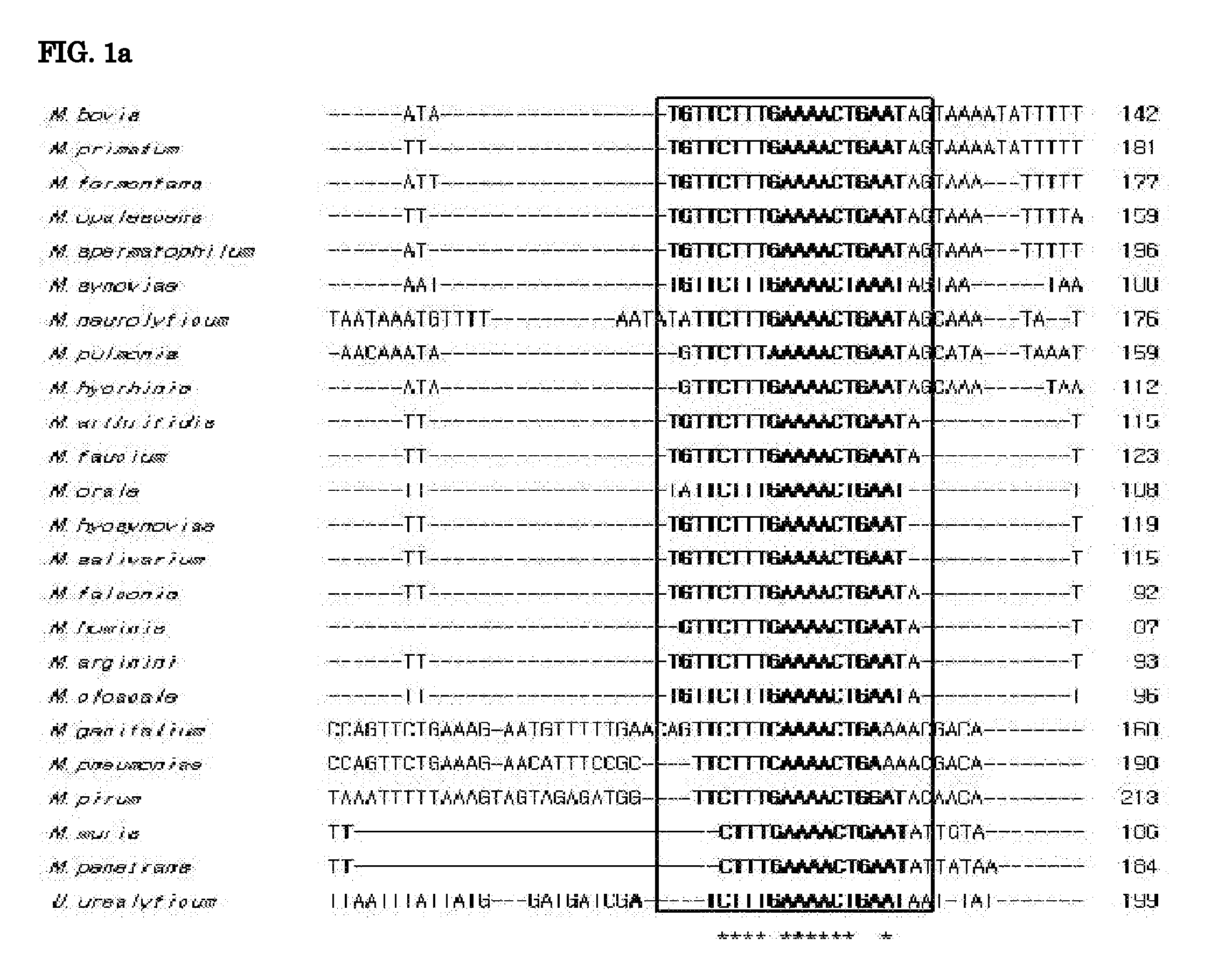 Oligonucleotide for genotyping of mycoplasma, microarray comprising the oligonucleotide, and method for detection of species using the microarray