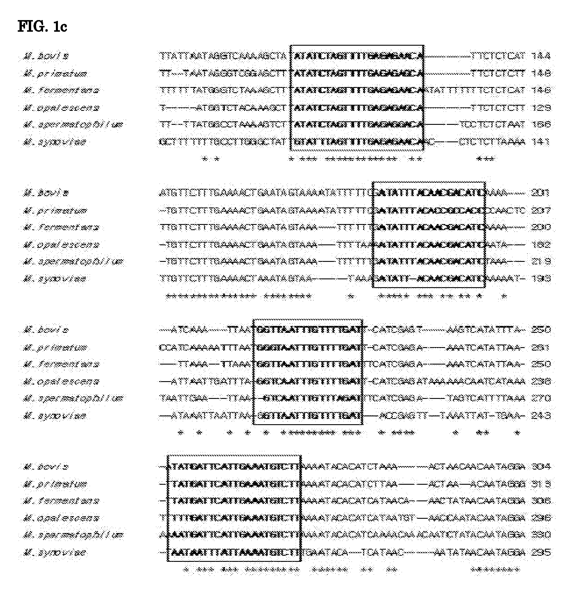 Oligonucleotide for genotyping of mycoplasma, microarray comprising the oligonucleotide, and method for detection of species using the microarray