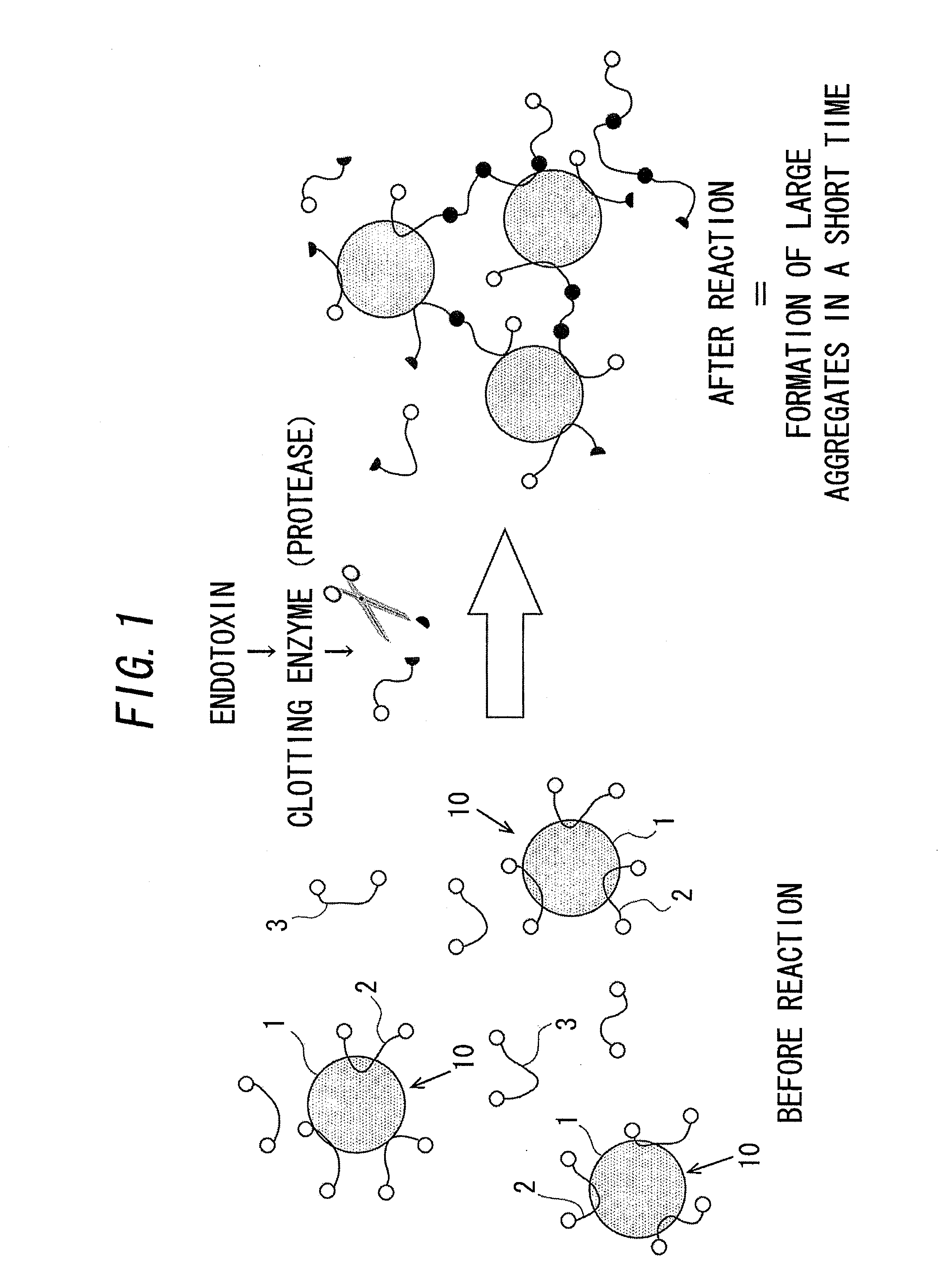 Measurement method for physiologically active substance of biological origin, and reagent kit for measurement