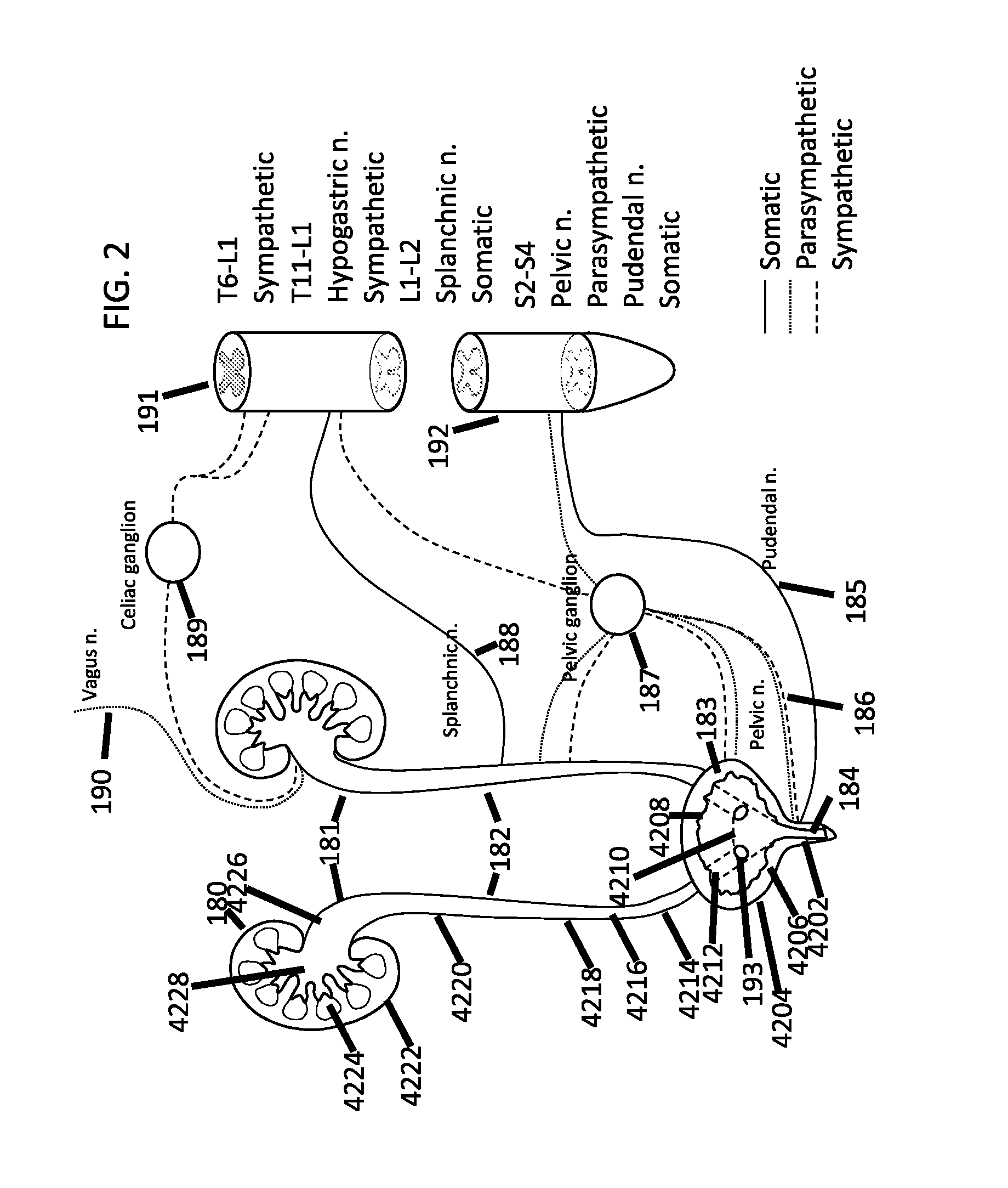 Stimulation of the urinary system