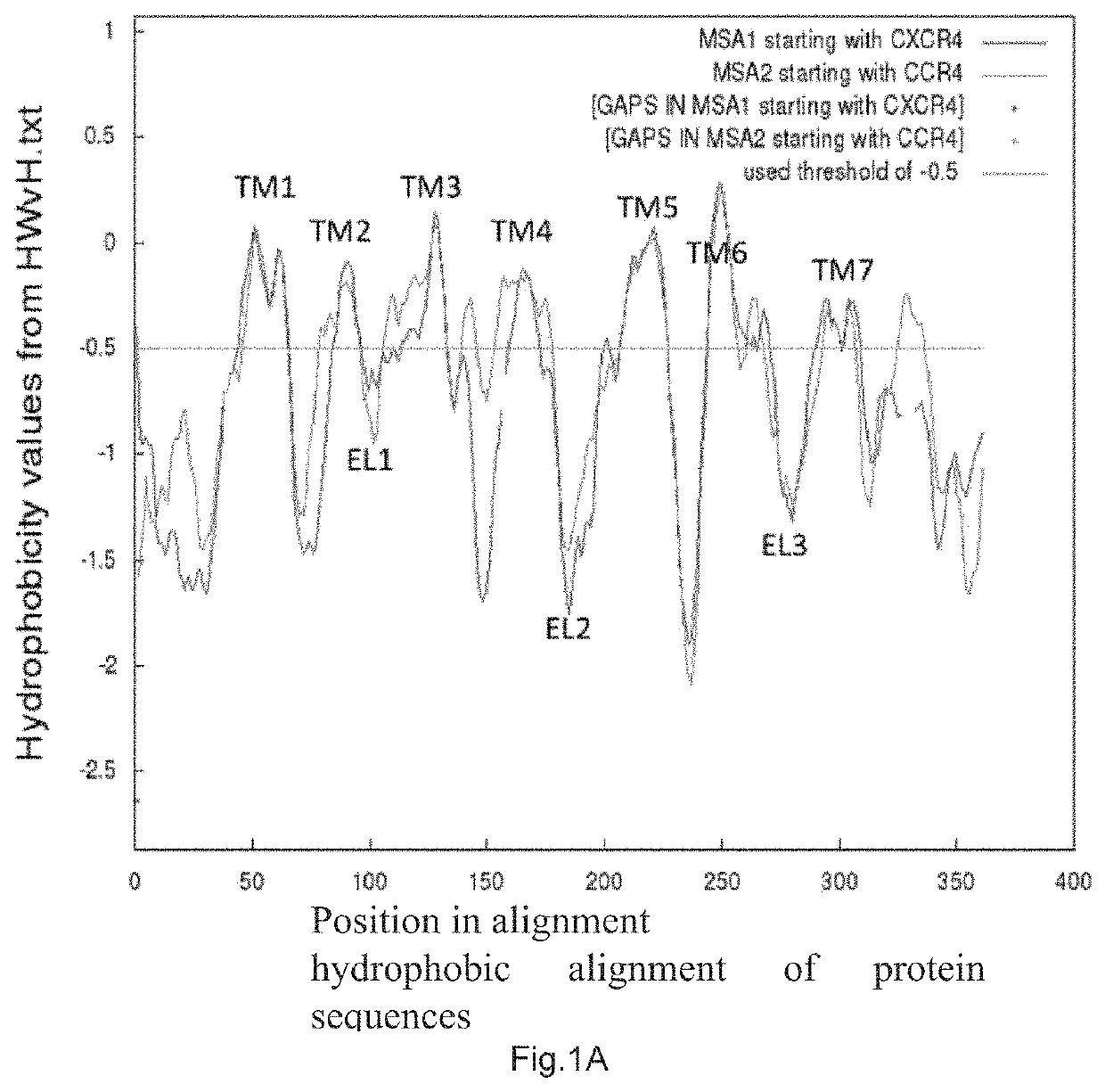 N-terminal recombinant protein of CCR4 and use thereof