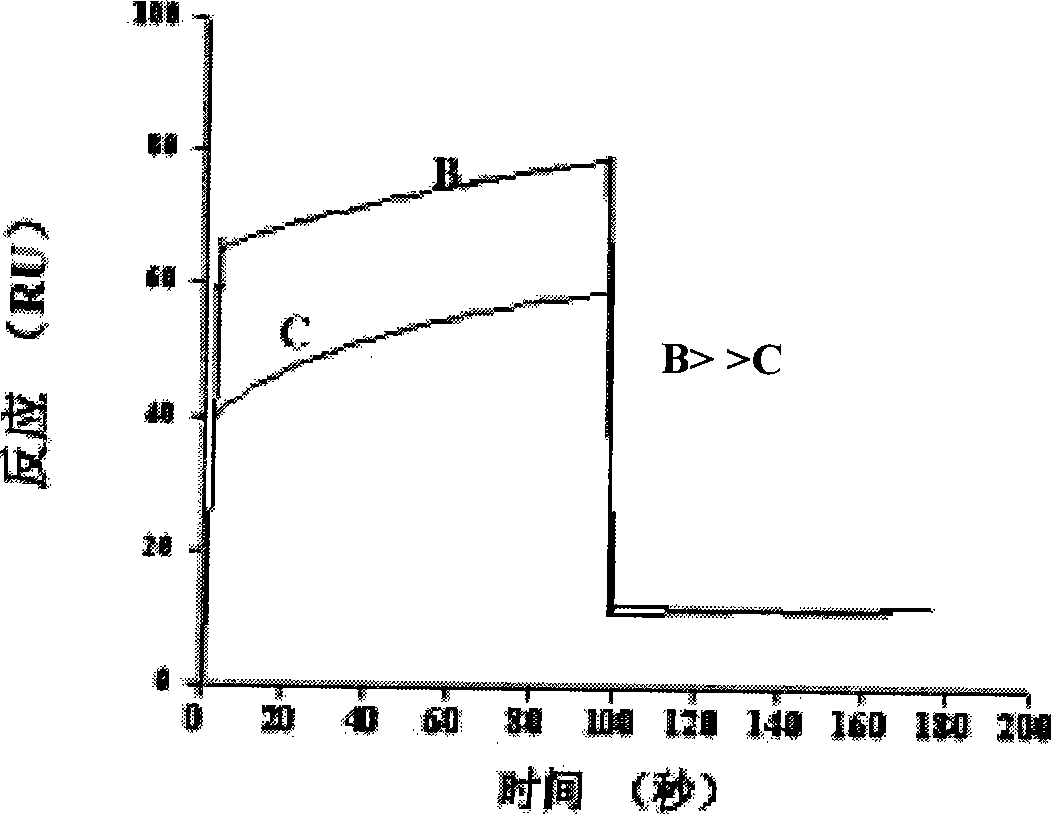 12 peptide ZB for inhibiting hepatitis c virus to infect human cell and preparation method and application