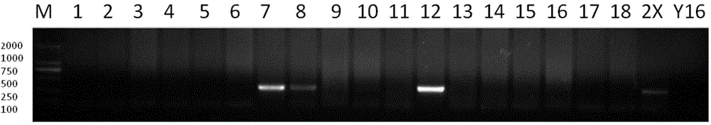 Cultivating method of wheat-agropyron elongatum FHB (Fusarium head blight)-resistant 7E chromosome long arm translocation line