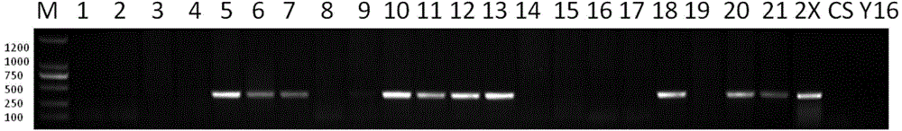 Cultivating method of wheat-agropyron elongatum FHB (Fusarium head blight)-resistant 7E chromosome long arm translocation line