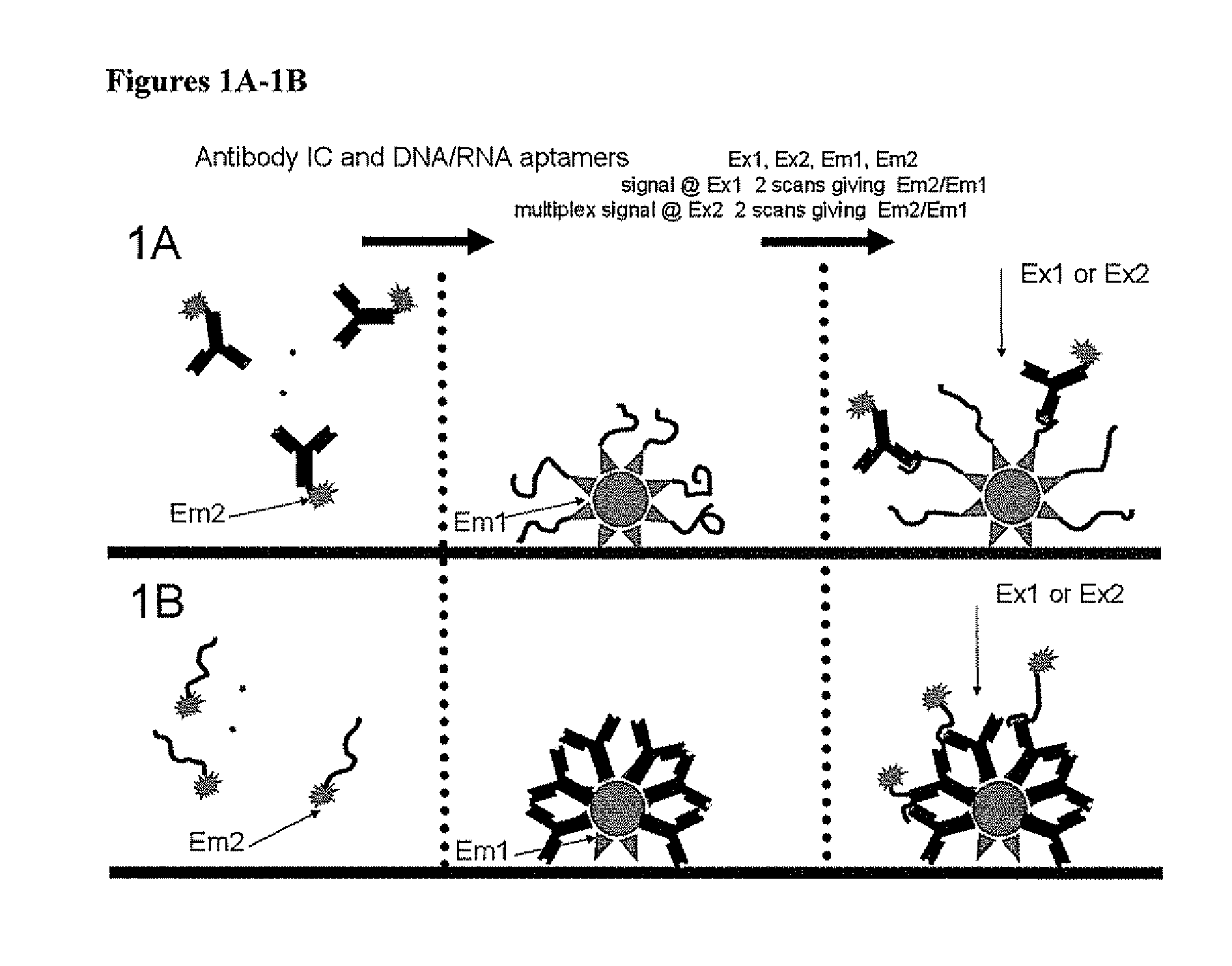 Point-of-Care Immunoassay for Quantitative Small Analyte Detection