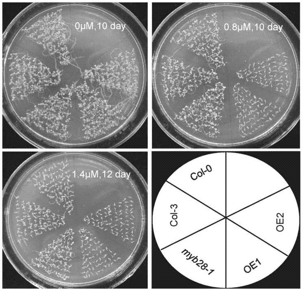 Application of myb28 protein and its coding gene in regulating plant tolerance to aba