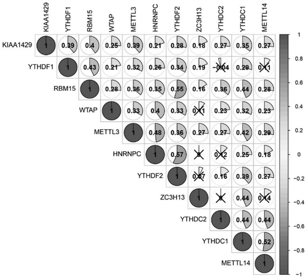 Gastric cancer prognosis model construction based on m6A-related IncRNA network and clinical application