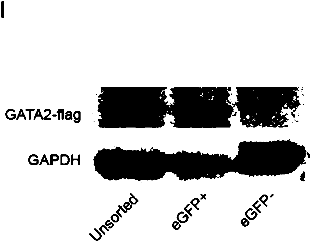 Use of CD61 as a marker of hematopoietic endothelial cells