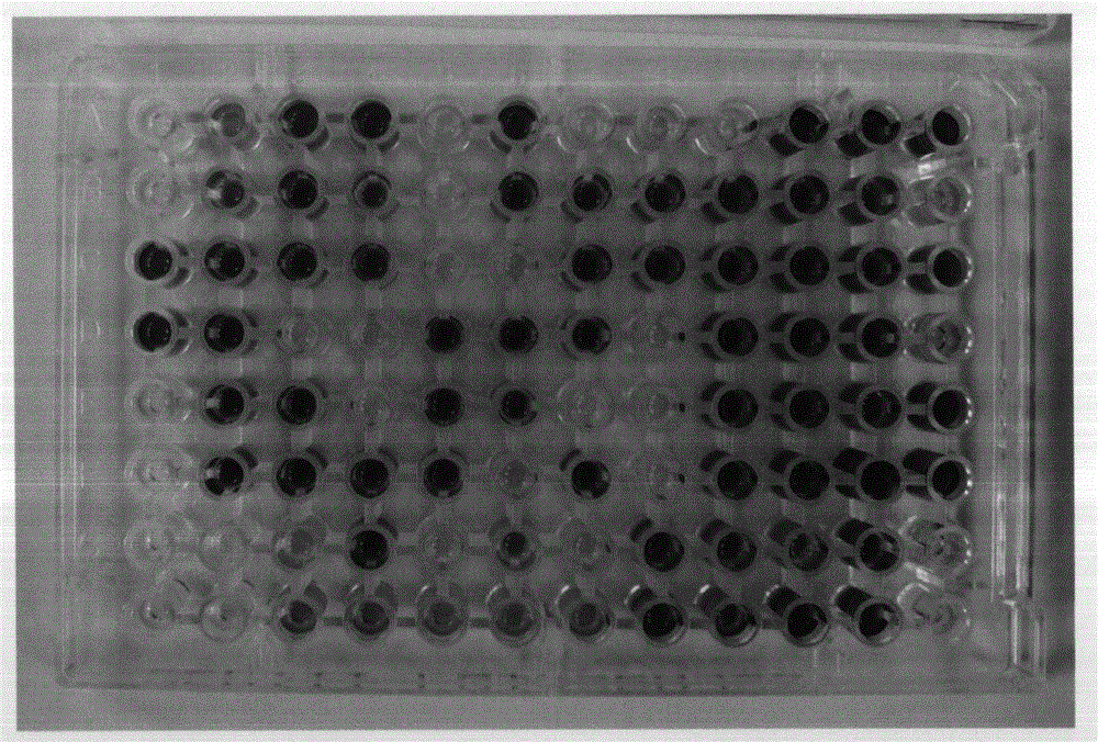 LCT-EC 52 bacteria strain of esherichia coli under space environment