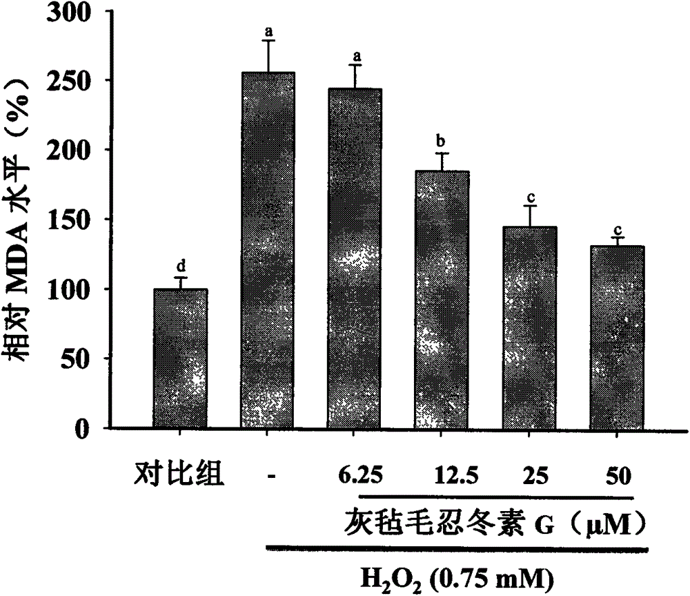 Preparation of macranthoin G in eucommia ulmoides, and application of macranthoin G in neuroprotective medicine