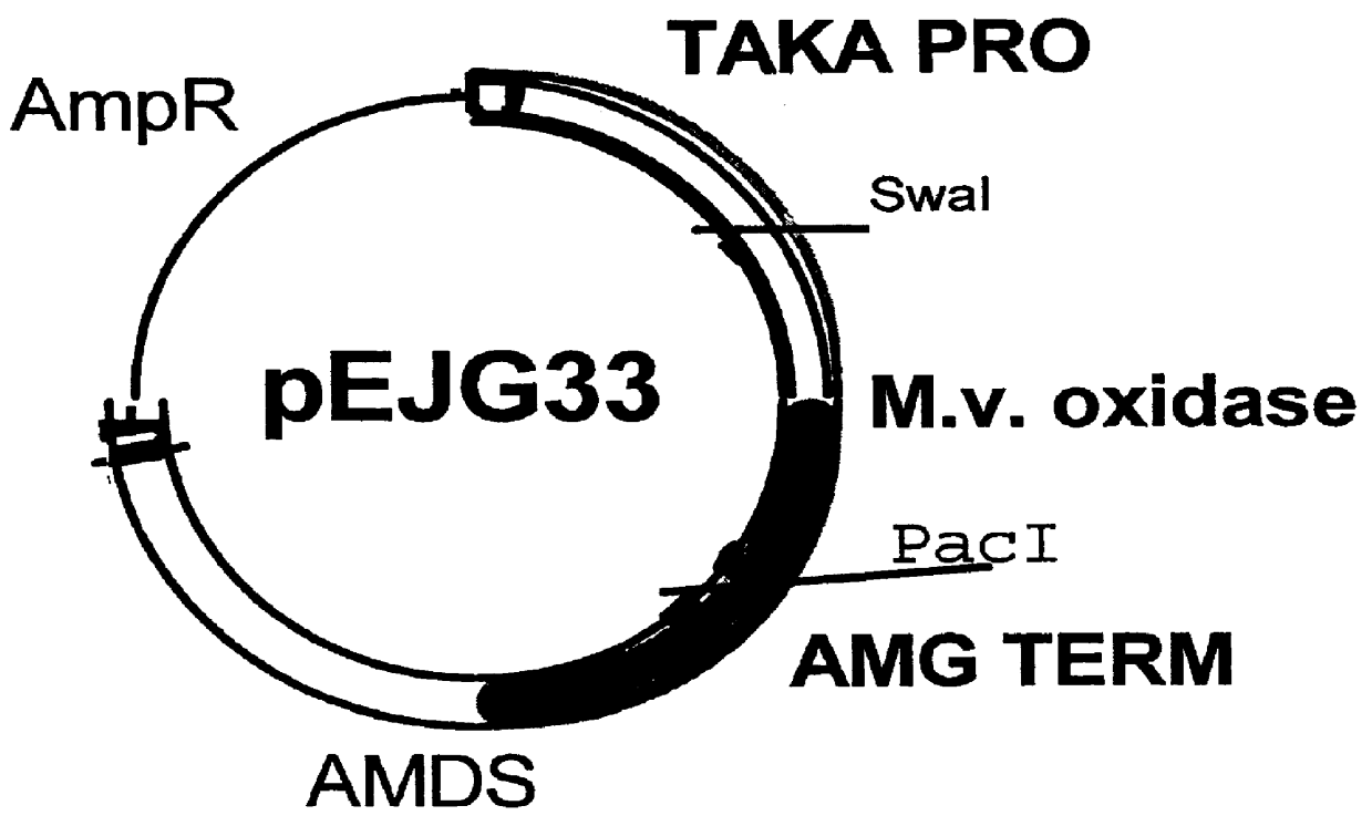 Carbohydrate oxidase and use thereof in baking