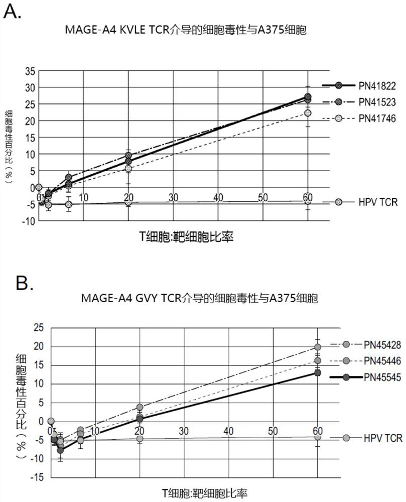 MAGE-A4 T cell receptors and methods of use thereof