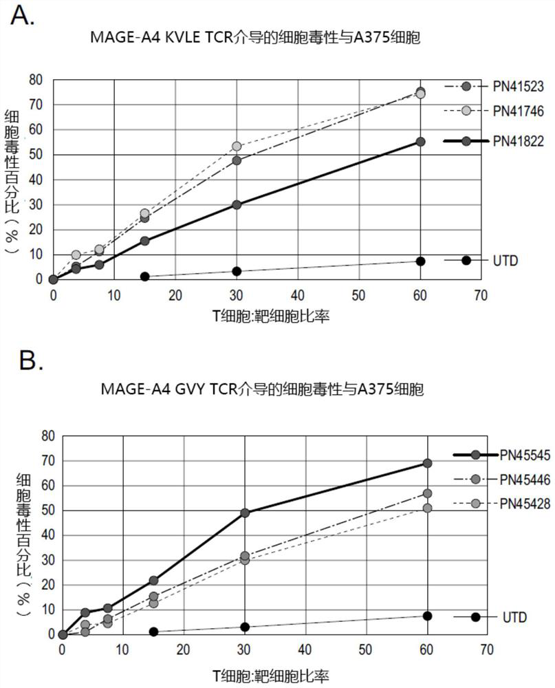 MAGE-A4 T cell receptors and methods of use thereof