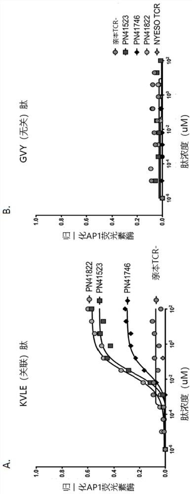 MAGE-A4 T cell receptors and methods of use thereof