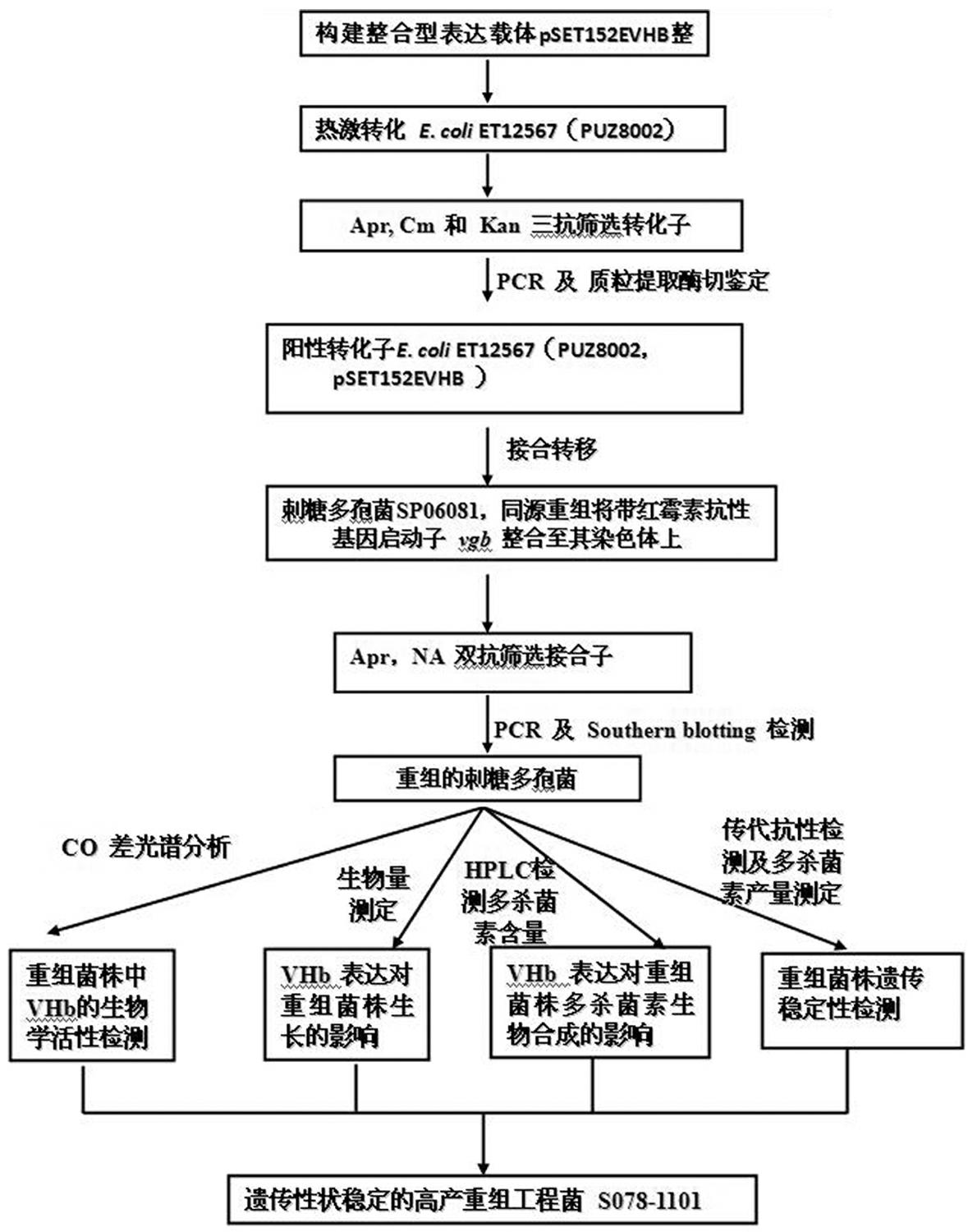 Pleocidin engineering bacteria capable of enhancing oxygen absorptive capacity, and construction method and fermentation method thereof