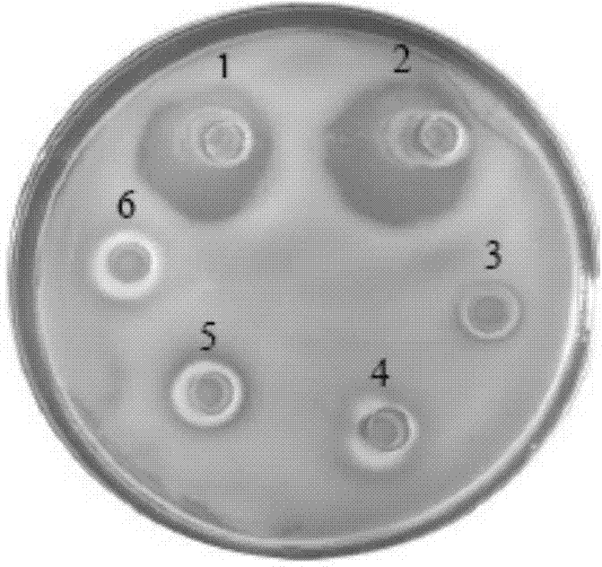 Stichopus japonicas BPI gene, encoded protein, cloning method of stichopus japonicas BPI gene, and method for constructing recombinant stichopus japonicas BPI genetically engineered bacterium