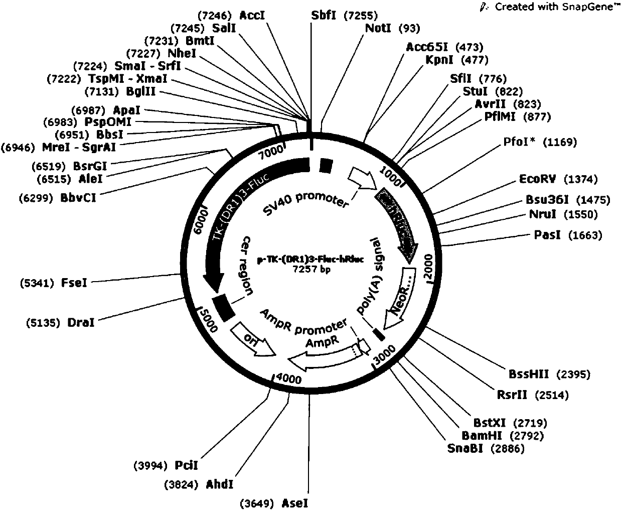 Dual-luciferase reporter gene plasmid applicable to screening of orphan nuclear receptor activity regulating agent, and construction and application thereof