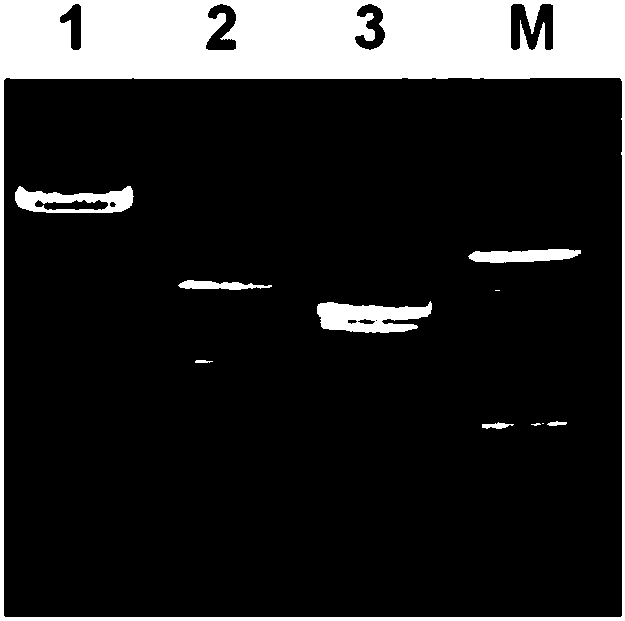 Dual-luciferase reporter gene plasmid applicable to screening of orphan nuclear receptor activity regulating agent, and construction and application thereof