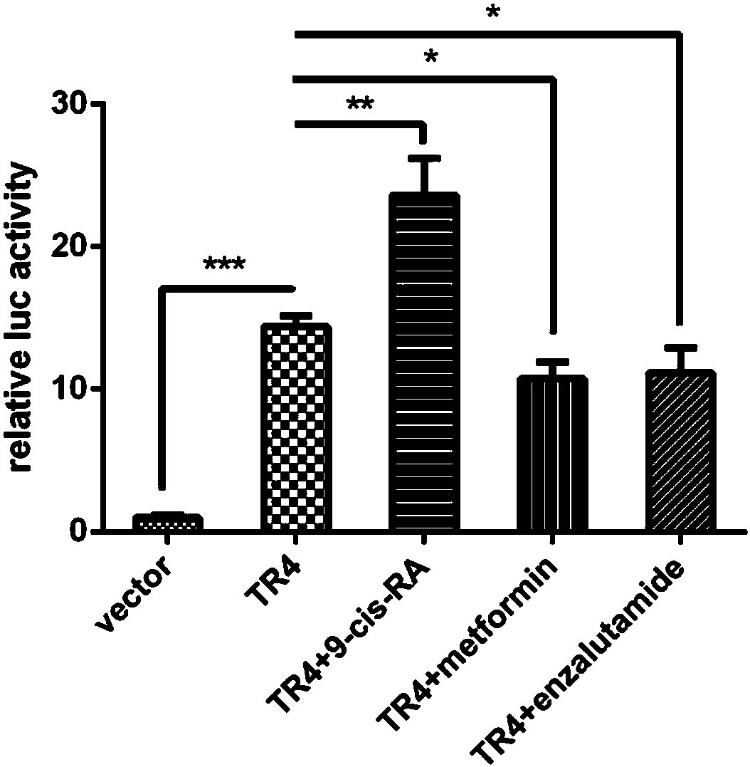 Dual-luciferase reporter gene plasmid applicable to screening of orphan nuclear receptor activity regulating agent, and construction and application thereof