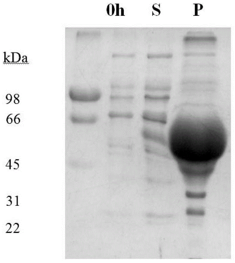 Monoclonal antibody for anti-XA21 protein and use thereof