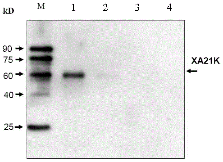 Monoclonal antibody for anti-XA21 protein and use thereof