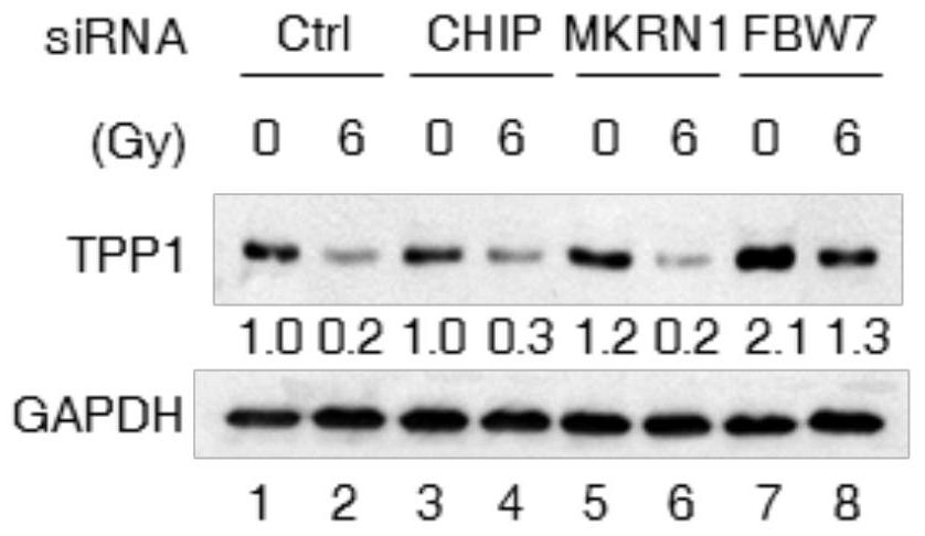 Medicinal use of e3 ligase fbw7 in delaying aging and related diseases