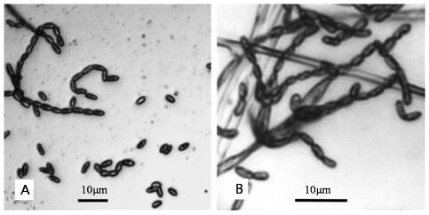 A Strain of I. japonicum Effective in Controlling Scale Insects