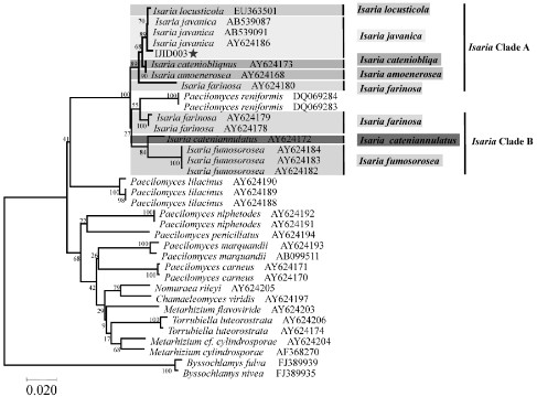 A Strain of I. japonicum Effective in Controlling Scale Insects