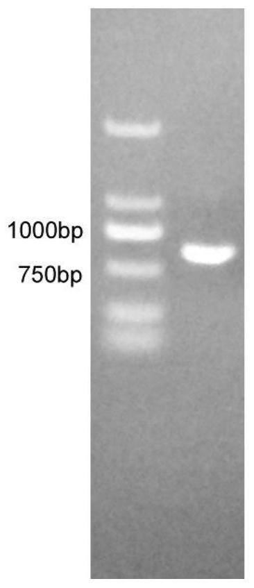 An improved cyanoreductase and its application in the synthesis of 3-chloropyrazine-2 methylamine