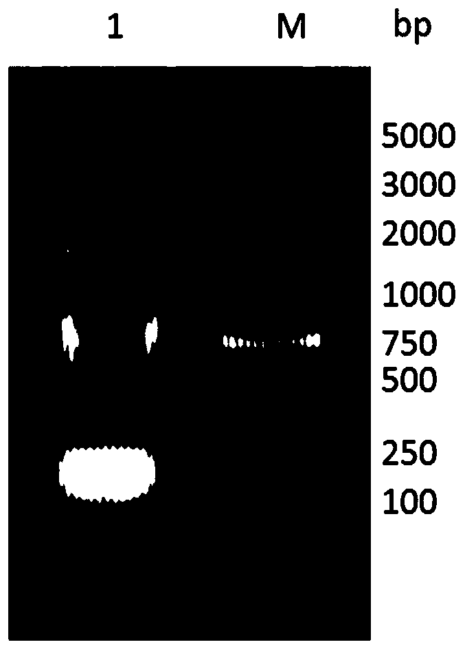 Anti-procalcitonin high-affinity nano antibody and application thereof