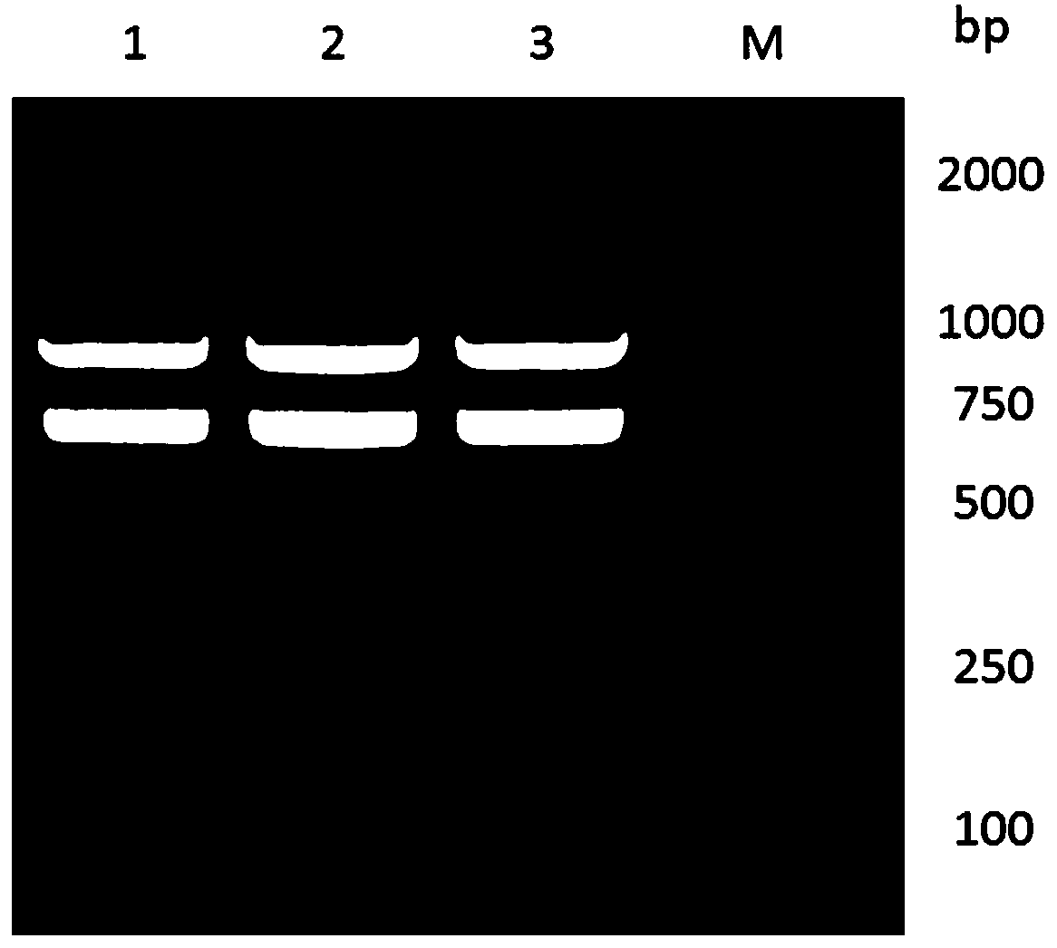 Anti-procalcitonin high-affinity nano antibody and application thereof