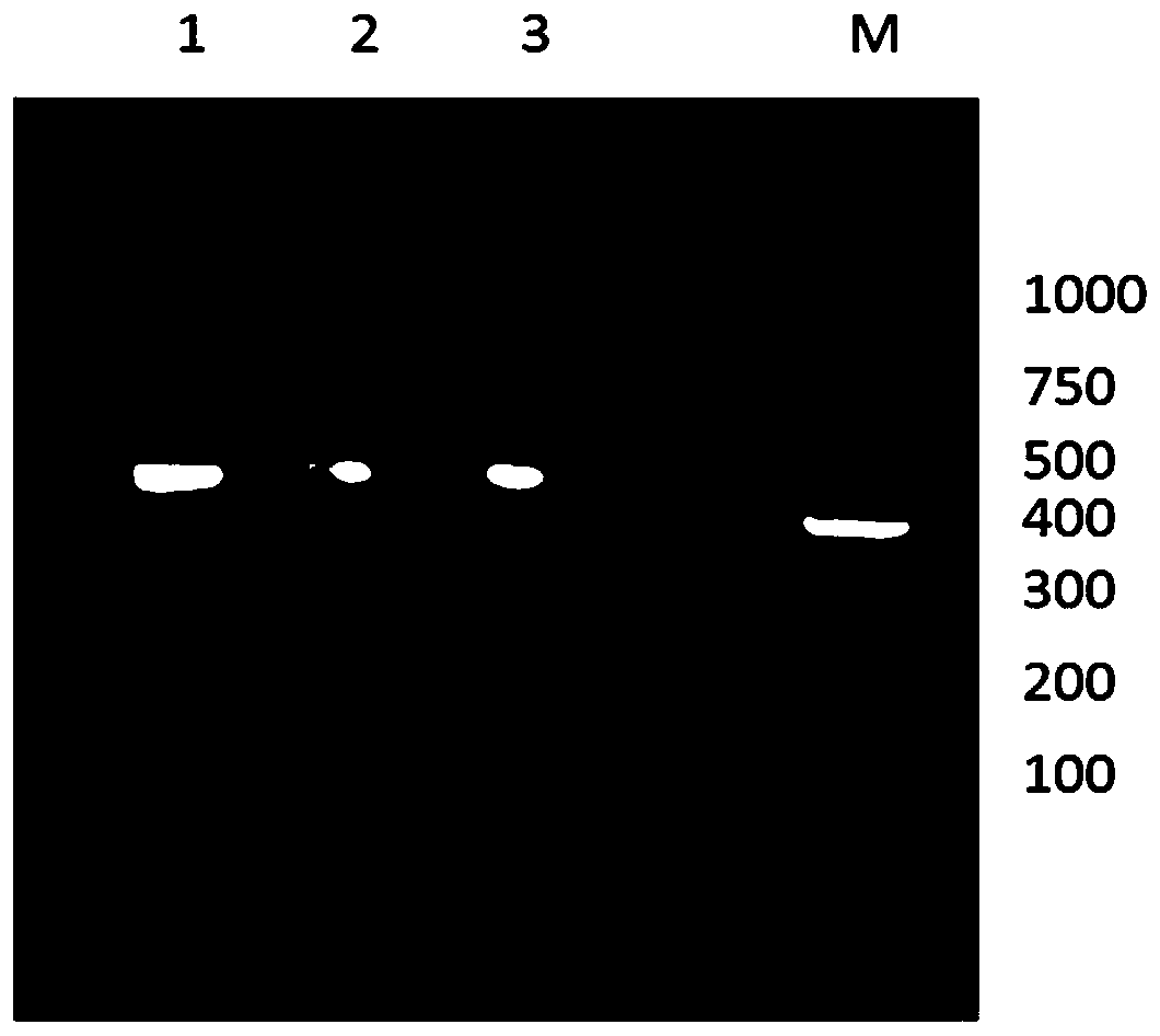 Anti-procalcitonin high-affinity nano antibody and application thereof