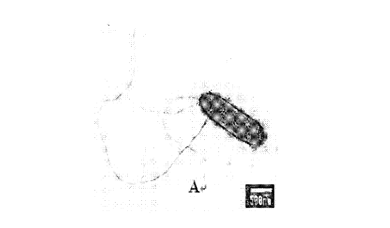 Quorum-sensing signal molecular preparation and application thereof in tobacco waste treatment