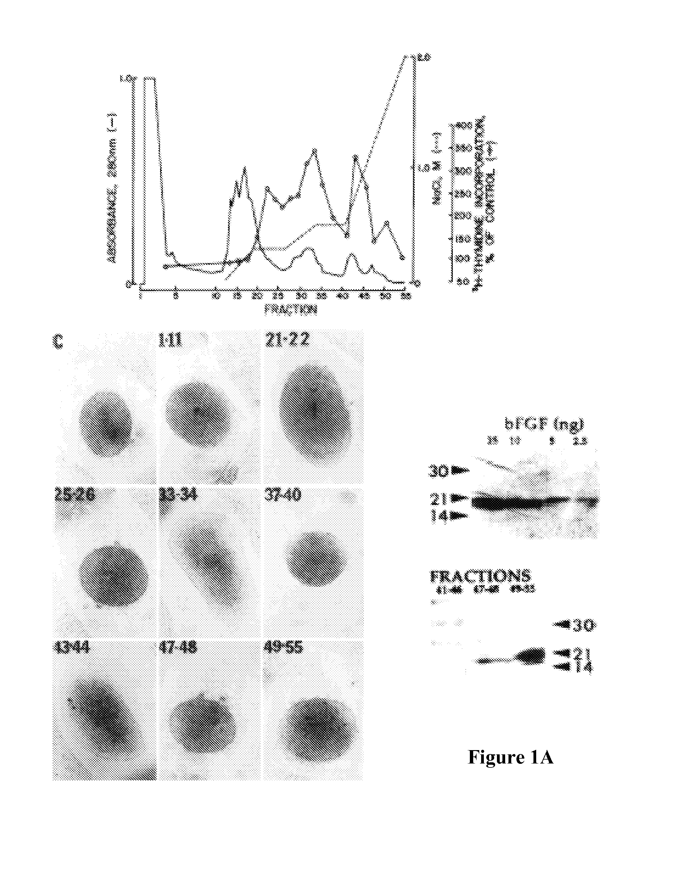 Compositions for modulating growth of embryonic and adult kidney tissue and uses for treating kidney damage